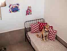 mayapet_2