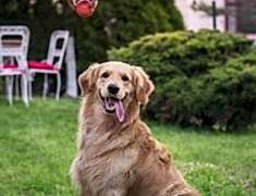 mayapet_37
