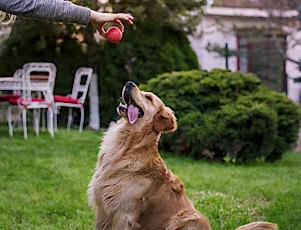 Maya Pet Köpek Eğitimi
