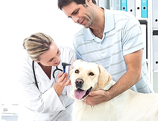 Maya Pet Veteriner Hizmetleri