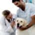 Maya Pet Veteriner Hizmetleri